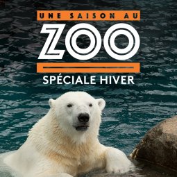 Une Saison Au Zoo Replay Et Videos En Streaming France Tv