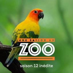 Une saison au Zoo - Replay et vidéos en streaming - France tv
