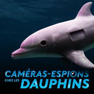  Caméras-espions chez les dauphins (icono 2018)
