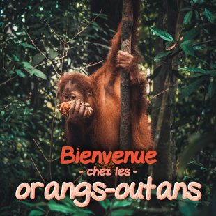 Bienvenue chez les orangs-outans (icono 2018)