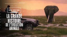 La grande histoire de l'évolution animale - vidéo undefined - france.tv