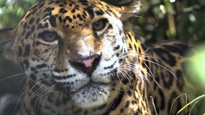 Le jaguar de Guyane - vidéo undefined - france.tv