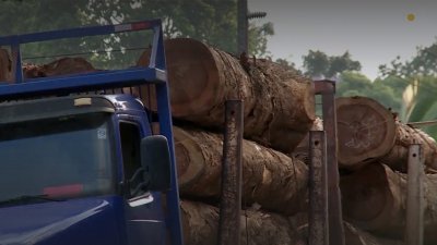 Les logiques de la déforestation - vidéo undefined - france.tv