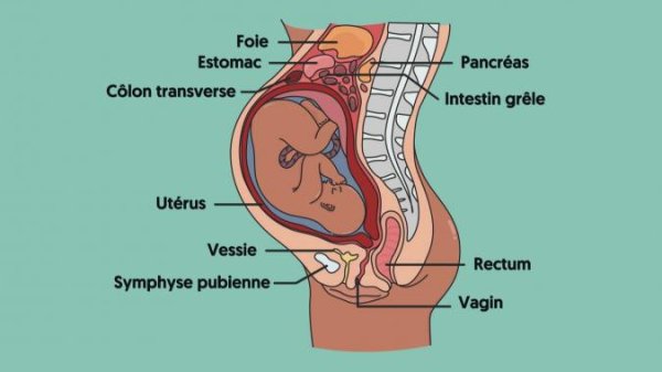 Anatomie : le corps change pendant la grossesse - Extrait vidéo La ...