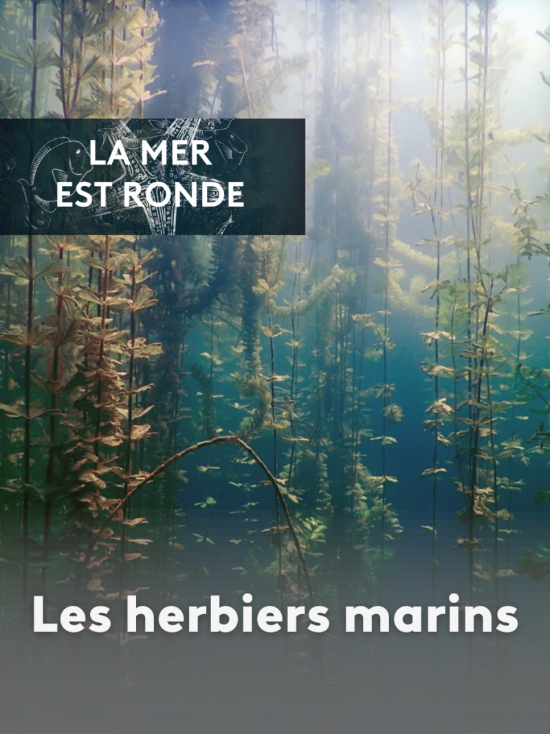 Les herbiers marins - vidéo undefined - france.tv