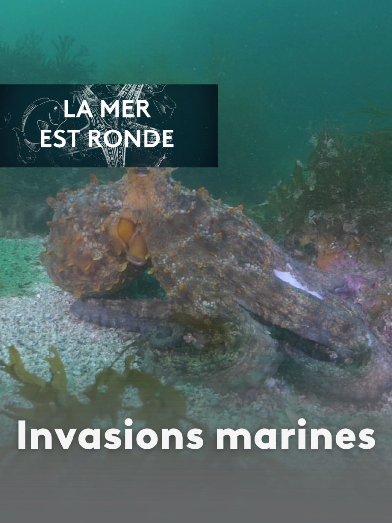 Invasions marines - vidéo undefined - france.tv